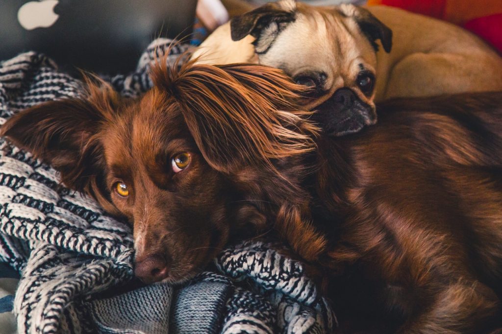 a dog lying on a bed