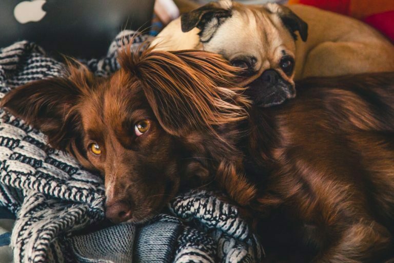 a dog lying on a bed